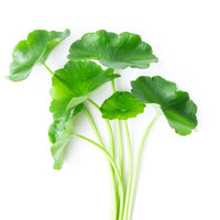 Centella Asiatica Extract